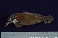 藏品(小彎嘴)的圖片